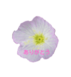 日常に使える彩り花スタンプ（個別スタンプ：5）