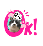 猫だってトークしたい 素直なひと言（個別スタンプ：1）