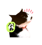 猫だってトークしたい 素直なひと言（個別スタンプ：3）