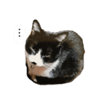猫だってトークしたい 素直なひと言（個別スタンプ：5）