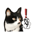 猫だってトークしたい 素直なひと言（個別スタンプ：7）