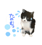 猫だってトークしたい 素直なひと言（個別スタンプ：8）