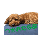ティノのにちじょう（個別スタンプ：3）