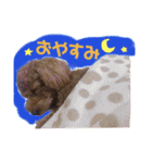 ティノのにちじょう（個別スタンプ：5）