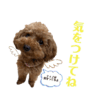 ティノのにちじょう（個別スタンプ：11）