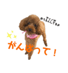ティノのにちじょう（個別スタンプ：12）