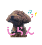 ティノのにちじょう（個別スタンプ：15）