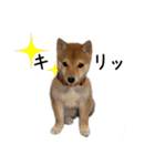 豆柴ていいち（個別スタンプ：10）