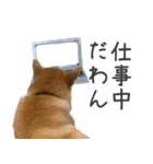 豆柴ていいち（個別スタンプ：28）