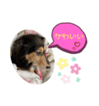 まるこ13（個別スタンプ：11）