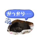 まるこ13（個別スタンプ：12）