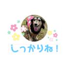 まるこ13（個別スタンプ：20）