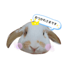 私のうさぎ。シャルル第3弾（個別スタンプ：1）