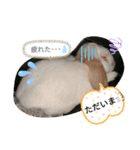 私のうさぎ。シャルル第3弾（個別スタンプ：2）