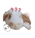 私のうさぎ。シャルル第3弾（個別スタンプ：6）