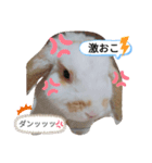 私のうさぎ。シャルル第3弾（個別スタンプ：7）