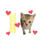 にゃんこねこちゃん（個別スタンプ：1）