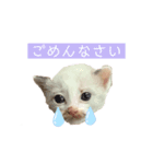 にゃんこねこちゃん（個別スタンプ：2）