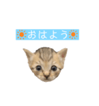 にゃんこねこちゃん（個別スタンプ：3）
