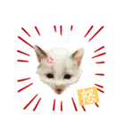 にゃんこねこちゃん（個別スタンプ：4）