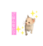 にゃんこねこちゃん（個別スタンプ：6）