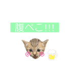 にゃんこねこちゃん（個別スタンプ：8）