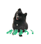 黒ポメ《恋音》のつぶやき（個別スタンプ：7）