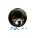 黒ポメ《恋音》のつぶやき（個別スタンプ：10）