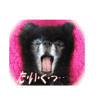 黒ポメ《恋音》のつぶやき（個別スタンプ：15）