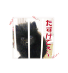 黒ポメ《恋音》のつぶやき（個別スタンプ：16）
