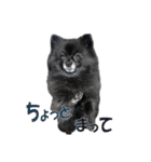 黒ポメ《恋音》のつぶやき（個別スタンプ：19）