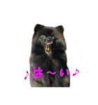黒ポメ《恋音》のつぶやき（個別スタンプ：22）