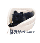 黒ポメ《恋音》のつぶやき（個別スタンプ：24）