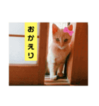 茶トラ猫“もも”のいつでも使えるスタンプ（個別スタンプ：3）