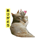 茶トラ猫“もも”のいつでも使えるスタンプ（個別スタンプ：5）