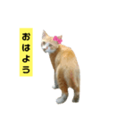 茶トラ猫“もも”のいつでも使えるスタンプ（個別スタンプ：8）