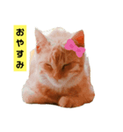 茶トラ猫“もも”のいつでも使えるスタンプ（個別スタンプ：9）