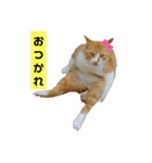 茶トラ猫“もも”のいつでも使えるスタンプ（個別スタンプ：11）