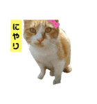 茶トラ猫“もも”のいつでも使えるスタンプ（個別スタンプ：14）