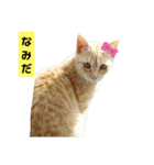 茶トラ猫“もも”のいつでも使えるスタンプ（個別スタンプ：16）