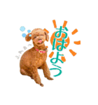 かわいいワンコのリアルスタンプ〜日常編〜（個別スタンプ：1）