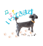 かわいいワンコのリアルスタンプ〜日常編〜（個別スタンプ：6）