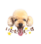 かわいいワンコのリアルスタンプ〜日常編〜（個別スタンプ：9）