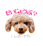 かわいいワンコのリアルスタンプ〜日常編〜（個別スタンプ：11）