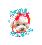 かわいいワンコのリアルスタンプ〜日常編〜（個別スタンプ：14）