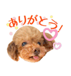 かわいいワンコのリアルスタンプ〜日常編〜（個別スタンプ：15）