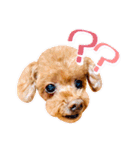 かわいいワンコのリアルスタンプ〜日常編〜（個別スタンプ：18）