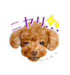 かわいいワンコのリアルスタンプ〜日常編〜（個別スタンプ：20）