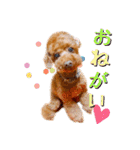かわいいワンコのリアルスタンプ〜日常編〜（個別スタンプ：22）
