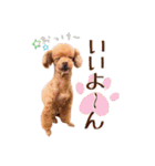 かわいいワンコのリアルスタンプ〜日常編〜（個別スタンプ：23）